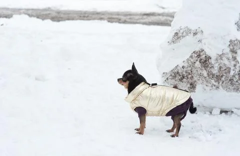 Small dog jacket cold in the winter. Chihuahua in winter clothes on a backgro Stock Photos