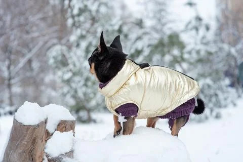 Small dog jacket cold in the winter. Chihuahua in winter clothes on a backgro Stock Photos