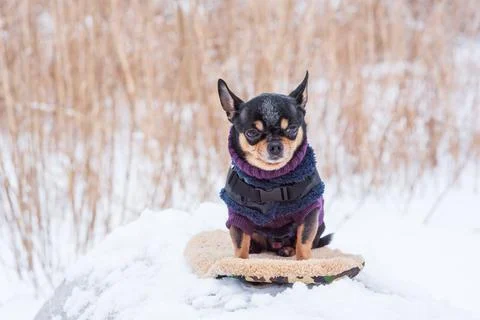 Small dog jacket cold in the winter. Chihuahua in winter clothes on a backgro Stock Photos