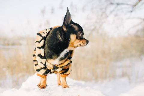 Small dog jacket cold in the winter. Chihuahua in winter clothes on a backgro Stock Photos