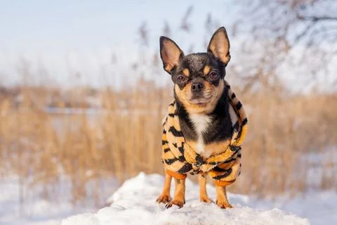 Small dog jacket cold in the winter. Chihuahua in winter clothes on a backgro Stock Photos