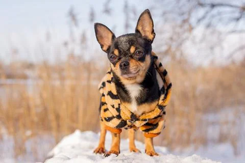 Small dog jacket cold in the winter. Chihuahua in winter clothes on a backgro Foto stock