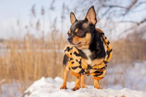 Small dog jacket cold in the winter. Chihuahua in winter clothes on a backgro Stock Photos