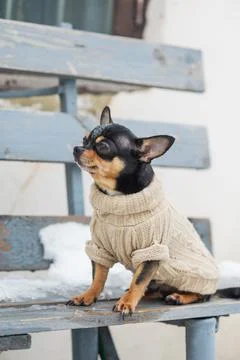 Small dog jacket cold in the winter. Chihuahua in winter clothes on a backgro Stock Photos