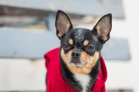 Small dog jacket cold in the winter. Chihuahua in winter clothes on a backgro Stock Photos