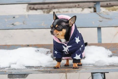 Small dog jacket cold in the winter. Chihuahua in winter clothes on a backgro Stock Photos