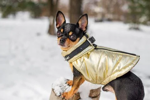 Small dog jacket cold in the winter. Chihuahua in winter clothes on a backgro Stock Photos