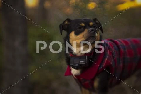 Small Dog with Jacket Stock Photos