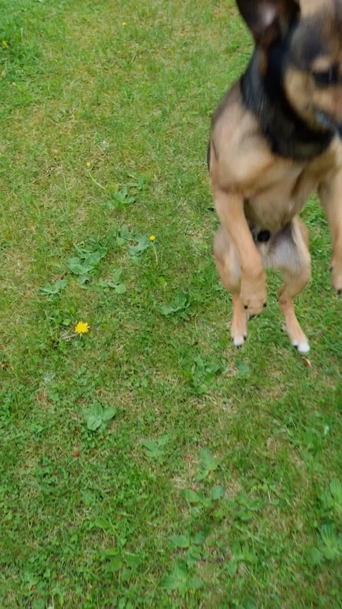 Small dog jumping Stock Footage 335483649