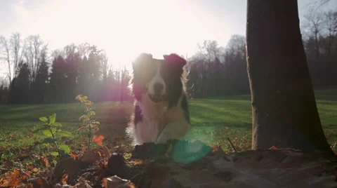 A small dog jumping over an obsticle in slow motion Stock Footage 57186772