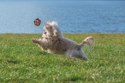 Small dog jumping playing with ball outdoors Fotos de archivo
