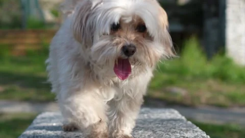 Small Dog Jumping Onto Stone Bench in Park Slow Motion Video stock 332157622