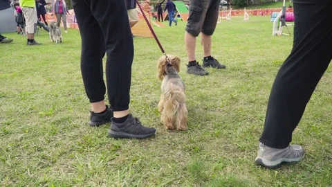 A small dog on a leash 動画素材 118014387