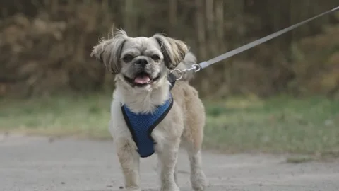 Small dog on a leash in a forest, walking curiously towards the camera Stock Footage 308998258