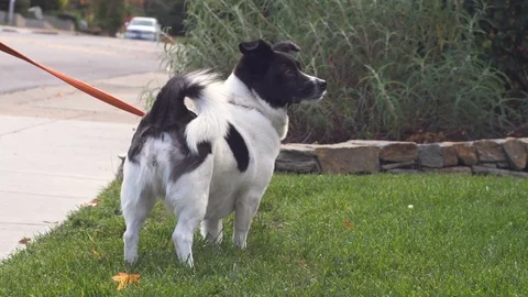 Small dog on a leash waiting to start a walk. Stock Footage 99078272