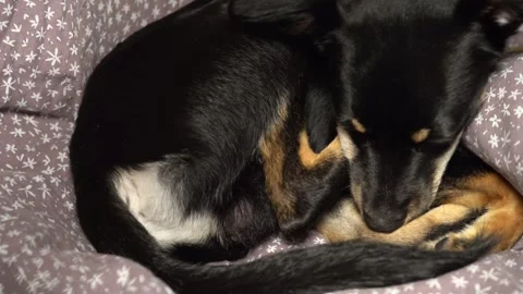 Small dog licking itself and cleaning fur, pet hygiene Stock-Footage 320529854