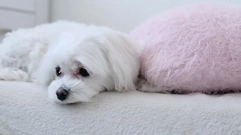 A small dog lies on the bed and looks sad. Stock Footage 276754686