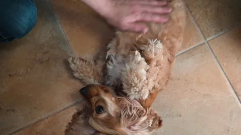 A small dog lies on its back as its owner gently rubs its belly. The setting is Stock Footage 338447308