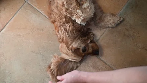 A small dog lies on its back on a tiled floor while a hand gently rubs its belly Video stock 338447409
