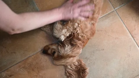 A small dog lies on its side as a person gently pets its back. The animal Stock Footage 338447352