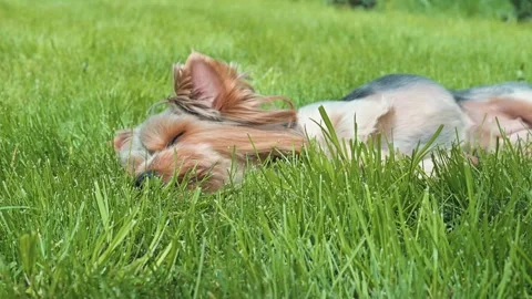 A small dog lies on its side in lush green grass, enjoying the warmth of the sun Stock Footage 338447821