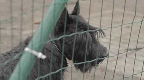 Small Dog is Looking around 2 Stock Footage 31818780