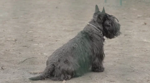 Small Dog is Looking Around Stock Footage 31818817