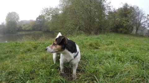 Small dog looking around on a grass field, groundview Video stock 56473117