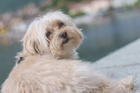 Small dog looking back with curious expression outdoor Stock Photos
