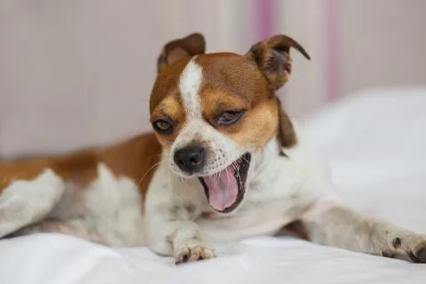 Small dog looking at camera and yawning lying on the bed. Foto stock