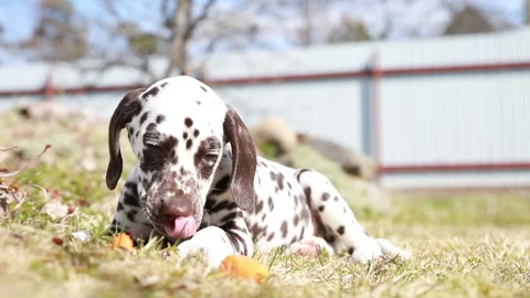 Small dog looking at camera ,turning head ,playful , eating. Dalmatian puppy on Stock Footage 130820602