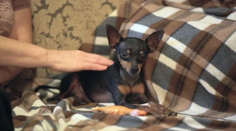 Small dog looking at camera while woman petting it Stock Footage 68561100