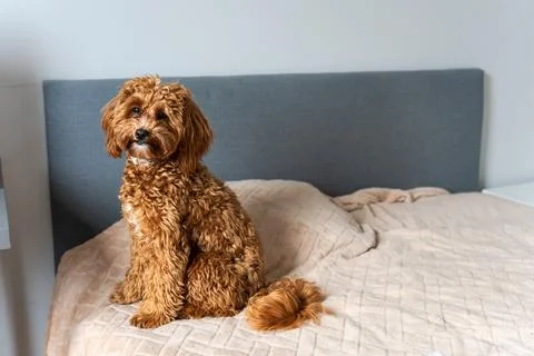 Small Dog Looking Curious Stock Photos