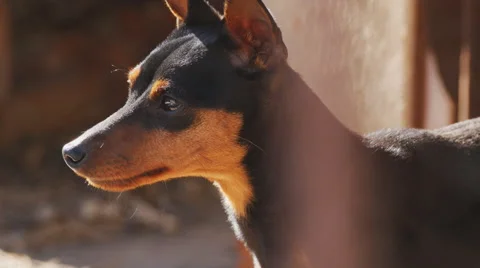 Small dog looking into the distance, the camera. Breed Miniature Pinscher Stock Footage 60401560