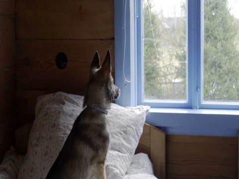 Small dog looking out the window, dolly slow motion Stock Footage 69713119