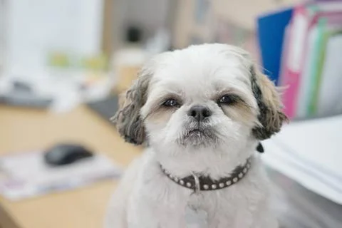 Small dog looking up Stock Photos