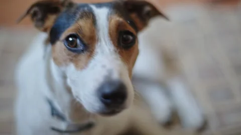Small dog looks at the camera and turns his head. Stock Footage 63204982
