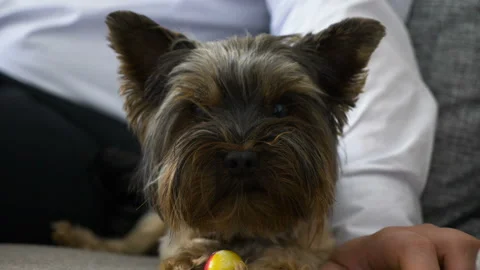 A small dog looks at the camera Stock Footage 89648960