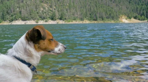 Small Dog Looks Out Over a Mountain Lake Stock Footage 65520115