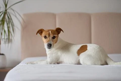 Small dog lying on bed and looking at camera in bedroom interior Foto stock
