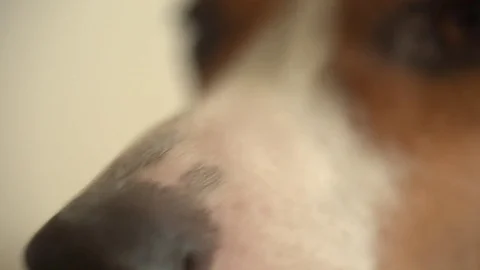 Small dog lying on the bed Stock Footage 72438425