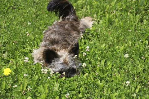 Small dog lying in the grass Stock Photos