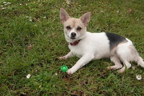 Small dog lying on grass with red collar and green toy Stock Photos