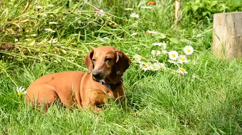 Small dog lying in the meadow Stock-Footage 64481415