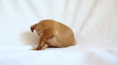 A small dog is lying on a white blanket. The puppy is playing on the bedspread. Video stock 191645075