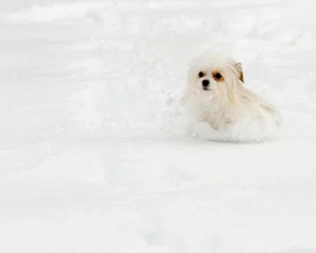 Small dog is making it Stock-Fotos