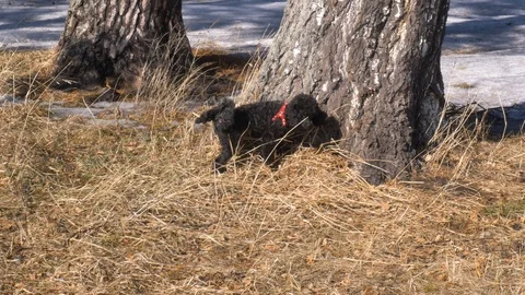 Small dog marks the territory. Stock Footage 104292650