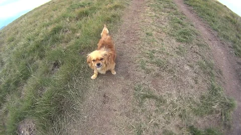 Small dog in mountains Stock Footage 66587483