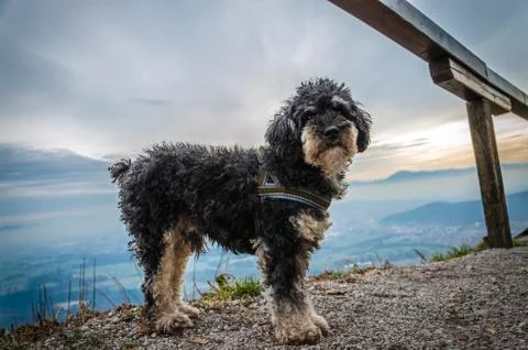 Small dog in mountains Stock Photos