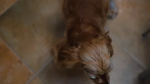 A small dog moves around a room, sniffing different areas and exploring nearby Video stock 338446791